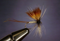 BROWN MAYFLY